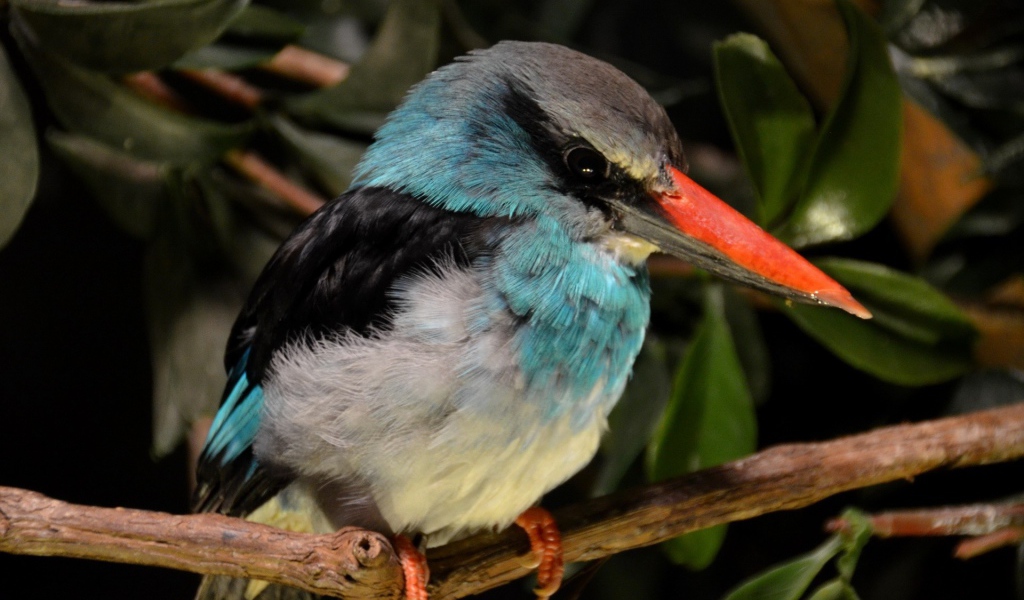 Зимородок с красным клювом