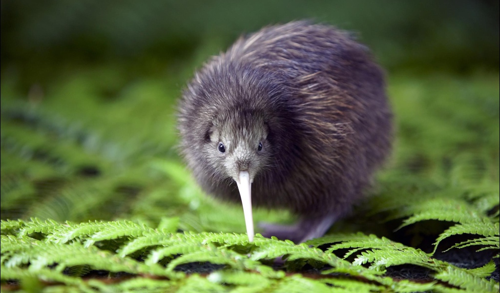 Птица киви среди зелени