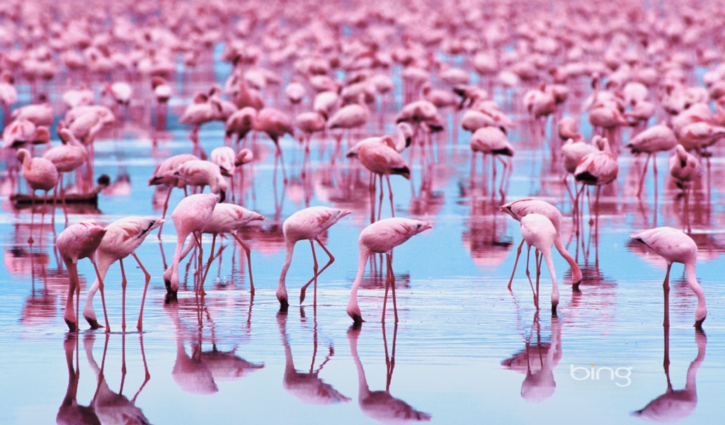 Озеро розовое от обилия фламинго