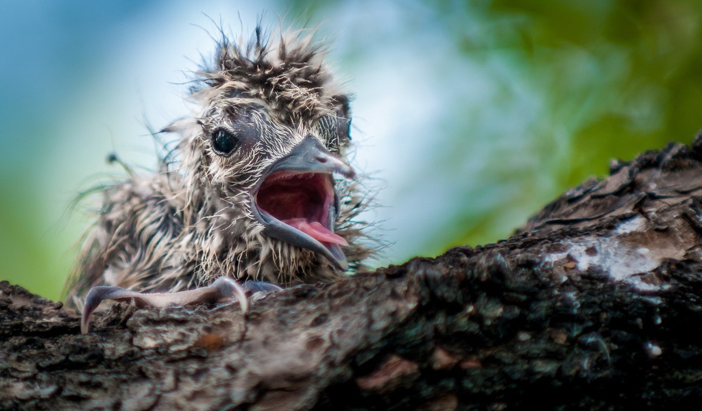 Маленький птенец в гнезде