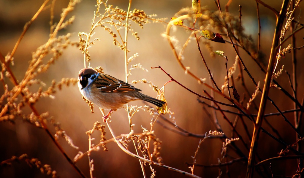 Маленький воробей сидит на ветке