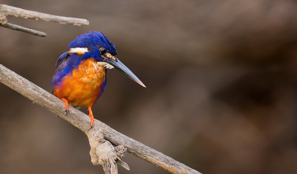 Длинноклювая птица зимородок