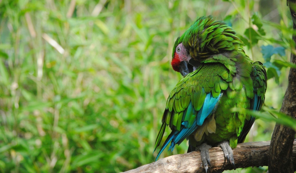 Роскошный зеленый попугай на фоне зелени