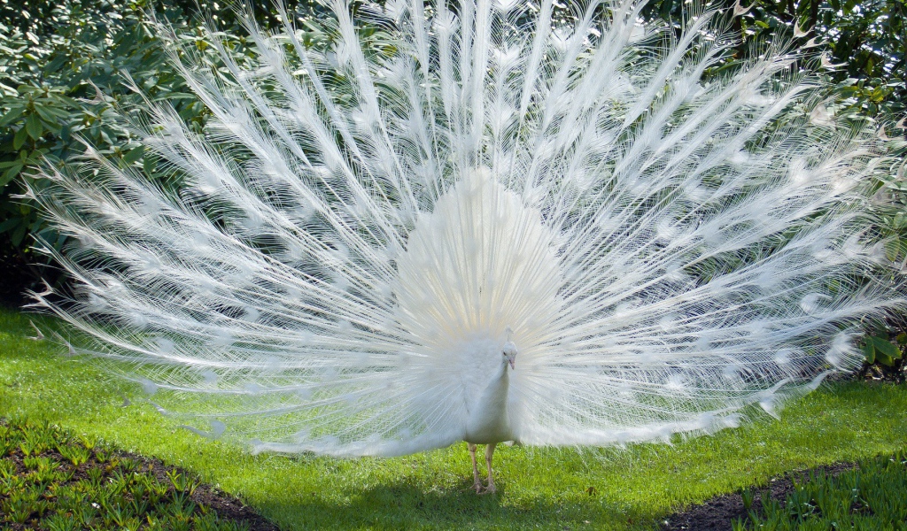 Роскошный хвост белого павлина