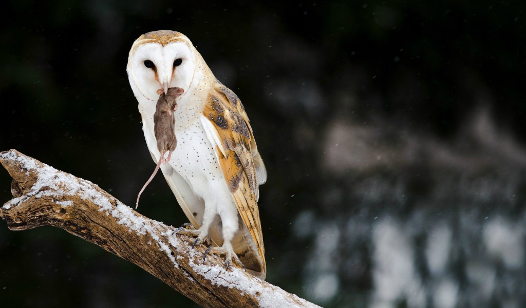 Сова поймала мышь