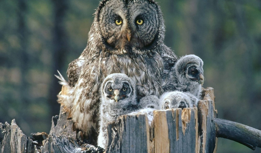 Сова охраняет своих детей