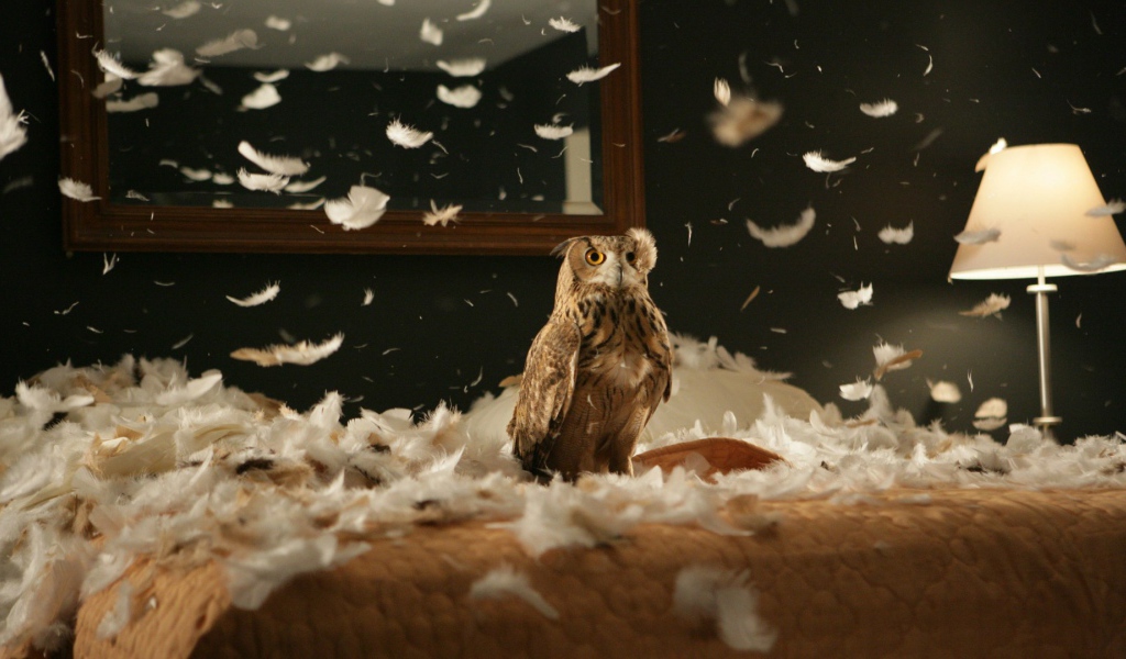 Сова в перьях