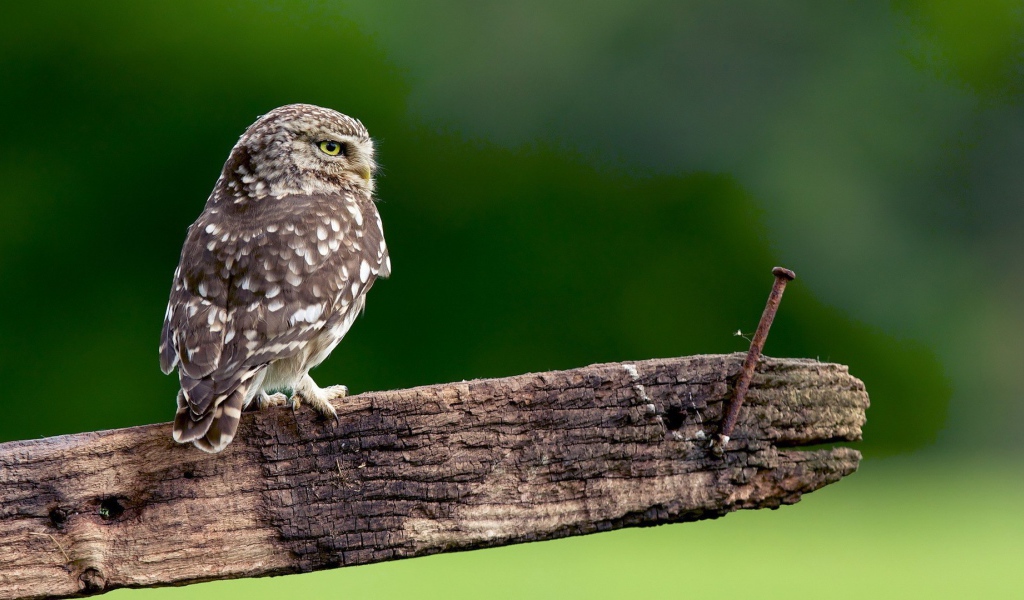 Сова на доске с гвоздем