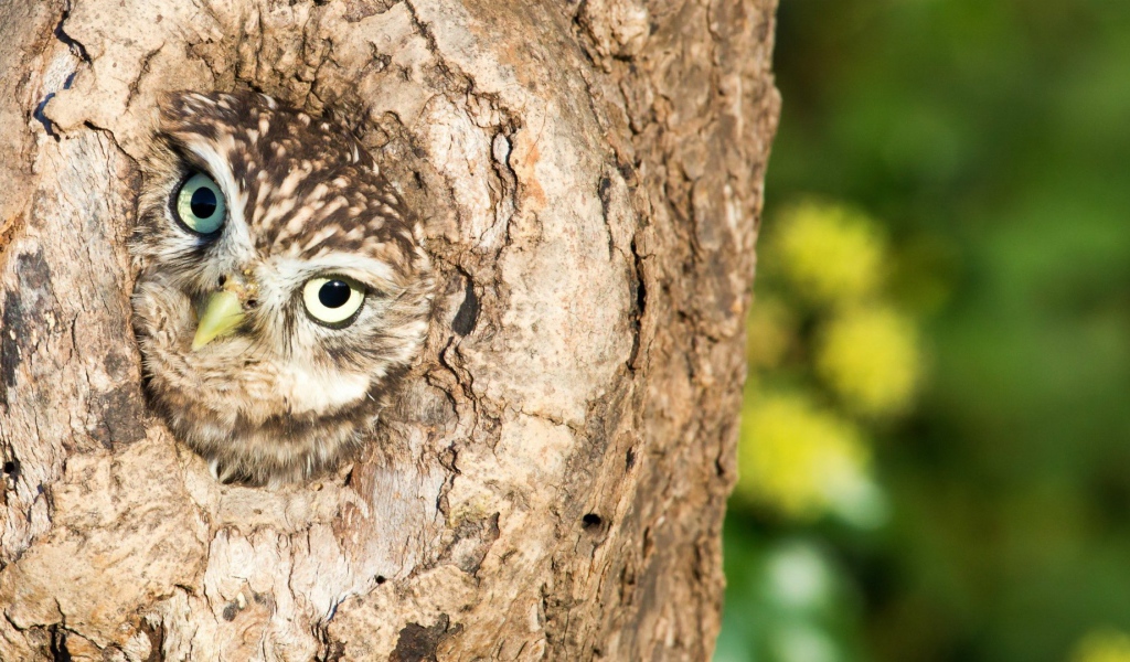 Сова сидит в дупле дерева