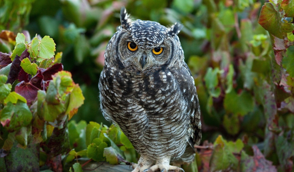 Сова сидит в винограднике