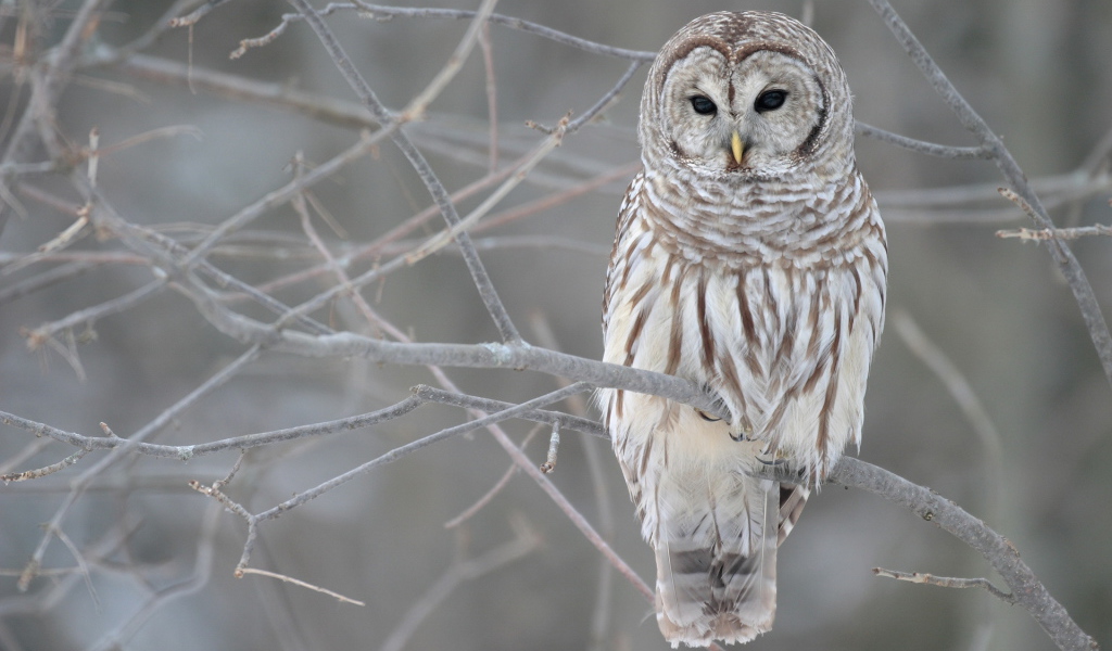 Owl sitting on a bare branch