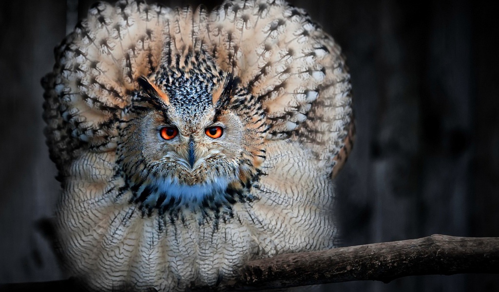 Сова сидя на ветке распустила перья