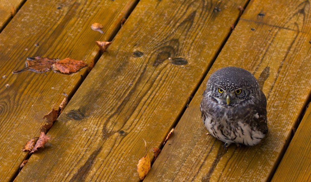 Совенок на деревянных досках