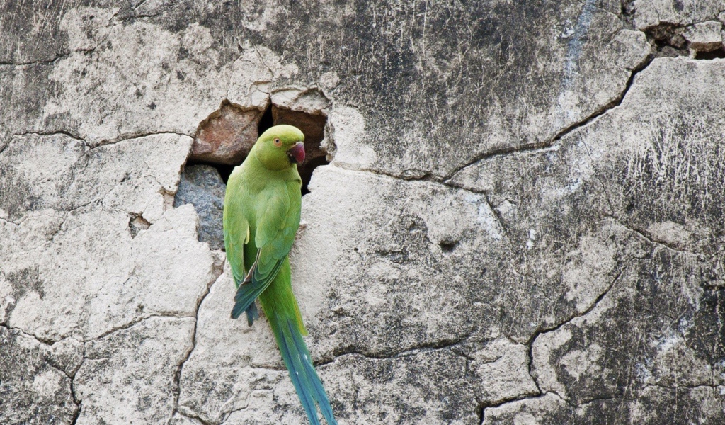Попугай на потрескавшейся стене