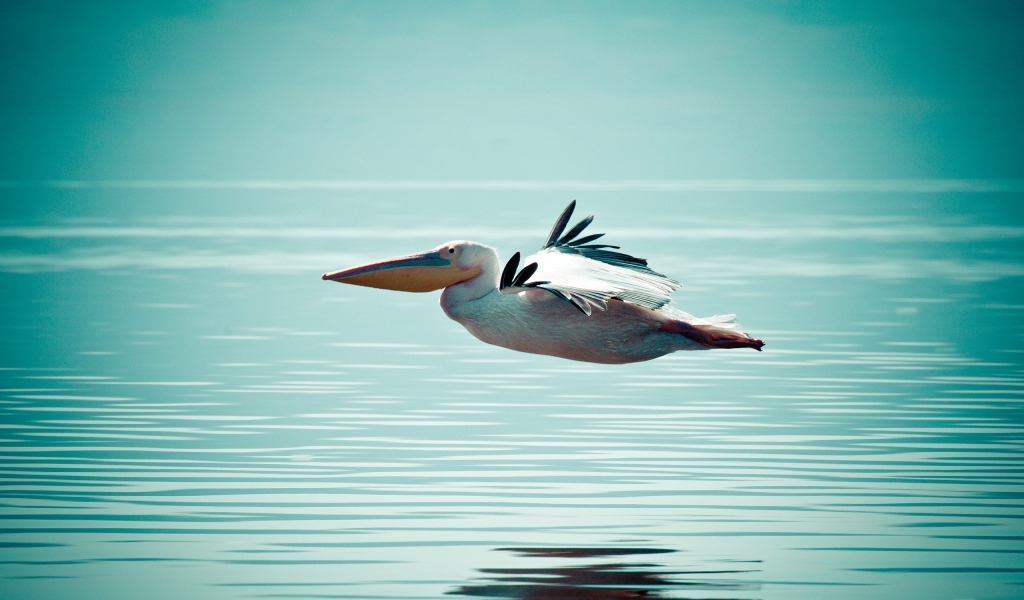 Пеликан летит низко над водой
