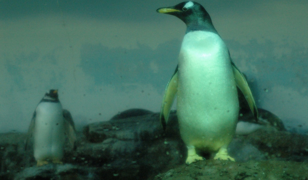 Пингвины на скалах