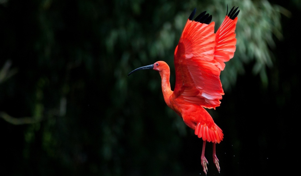 Розовая птица взмахнула крыльями