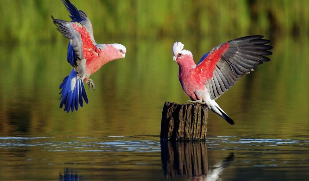 Розовые птицы у пенька торчащего из воды