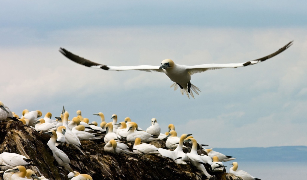 Место гнездовья чаек
