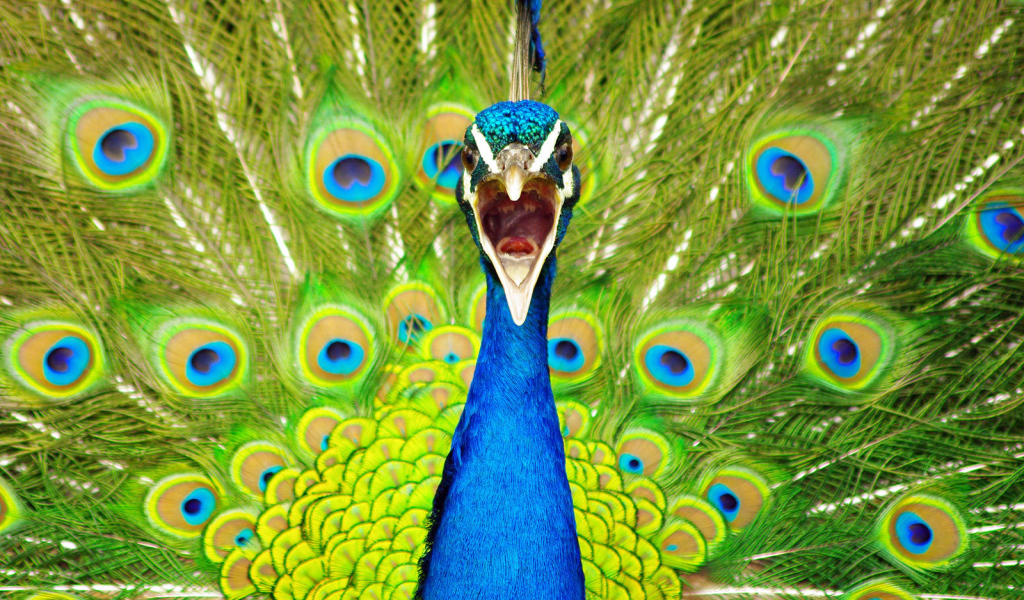Портрет павлина