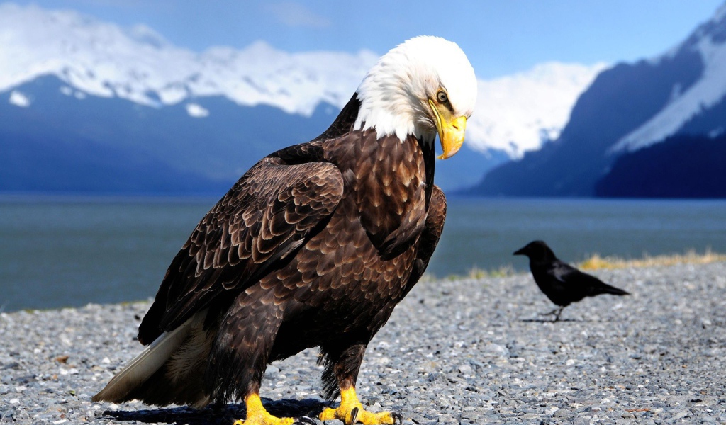 Гордый орел и ворона