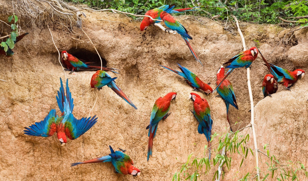 Гнезда радужных попугаев