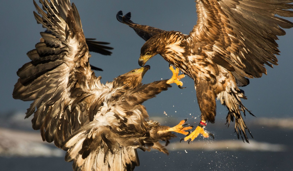 Схватка двух беркутов