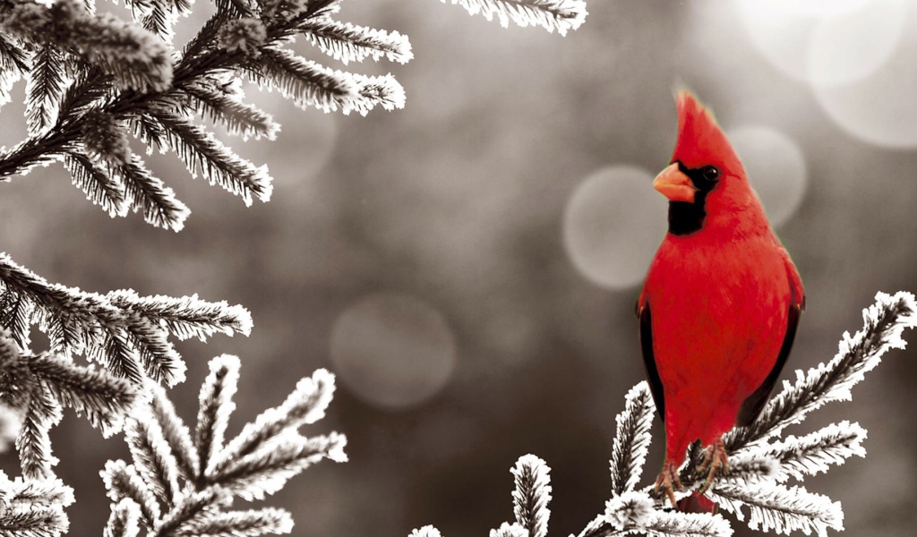 Красный кардинал на покрытой инеем ветке