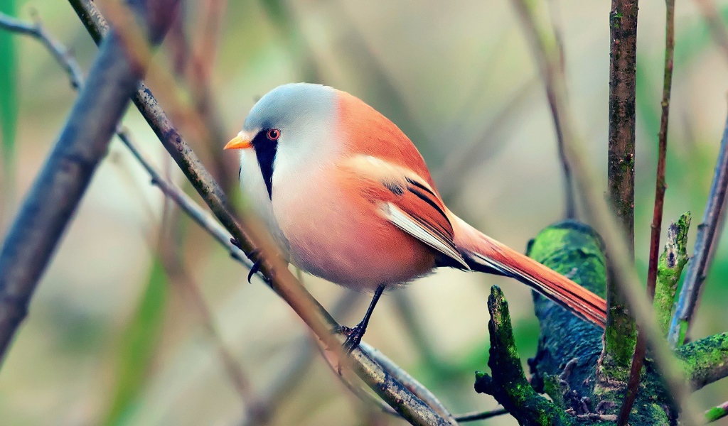 Красная злая птичка