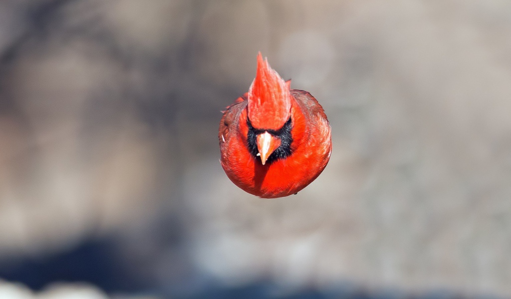 Красная птица в полете