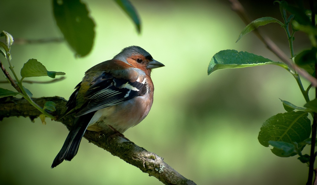 Вьюрок с черными крыльями на ветке дерева