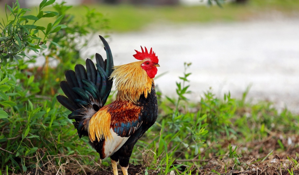 Петух стоит в траве