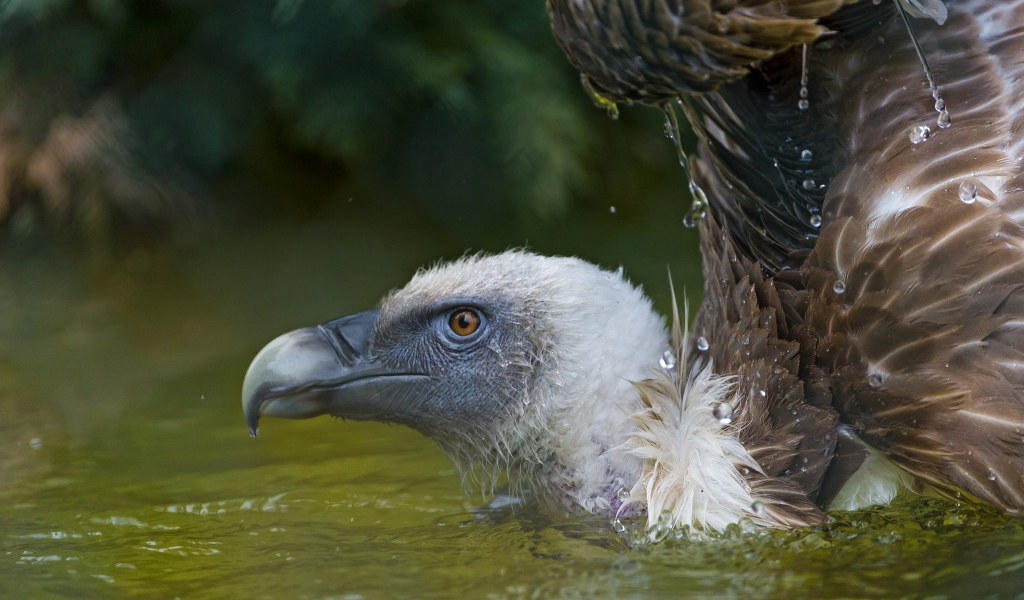 Падальщик в воде