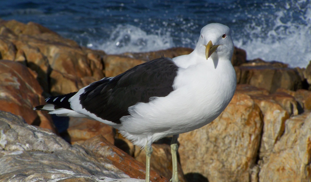 Чайка стоит на скале у моря