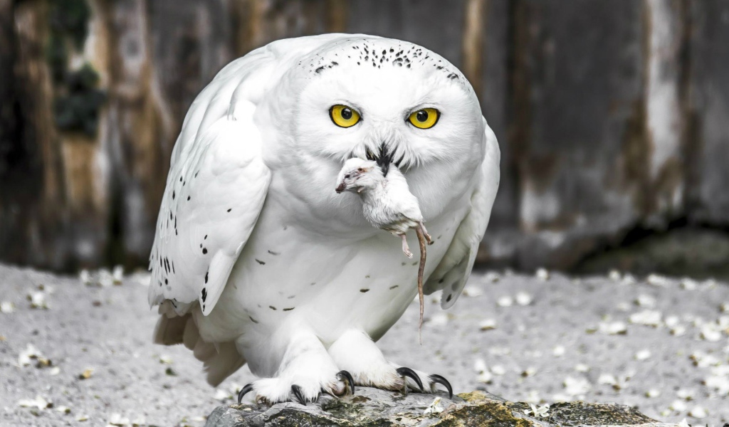 Полярная сова с добычей