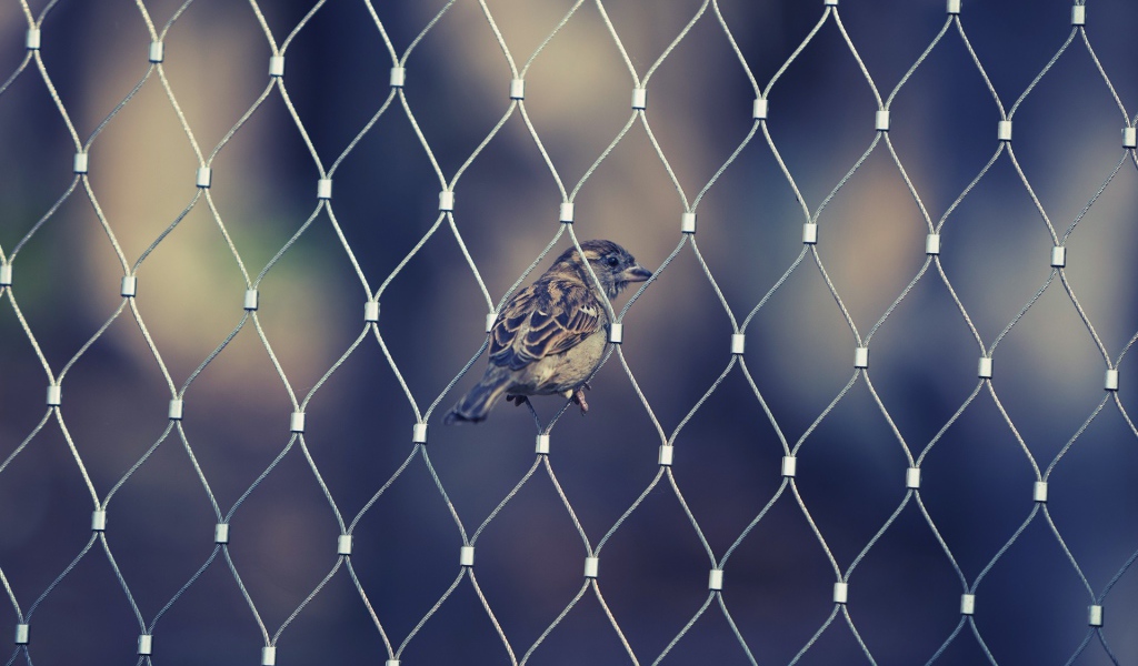 Воробей в ячейке сетчатого забора