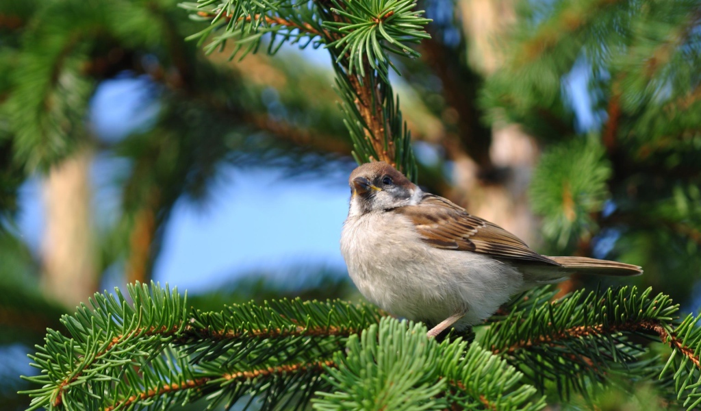 Воробей на еловой ветке