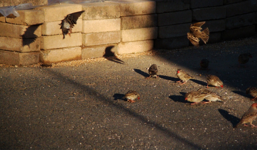 Воробьи ищут чем поживиться