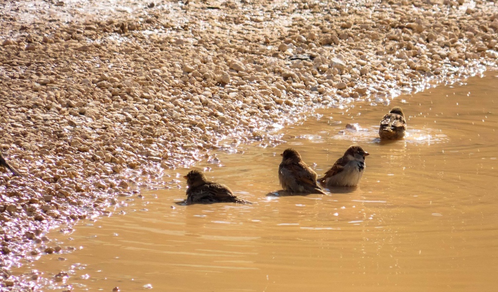 Воробьи купаются в луже
