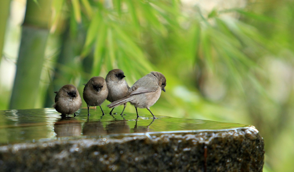 Воробьи на камне