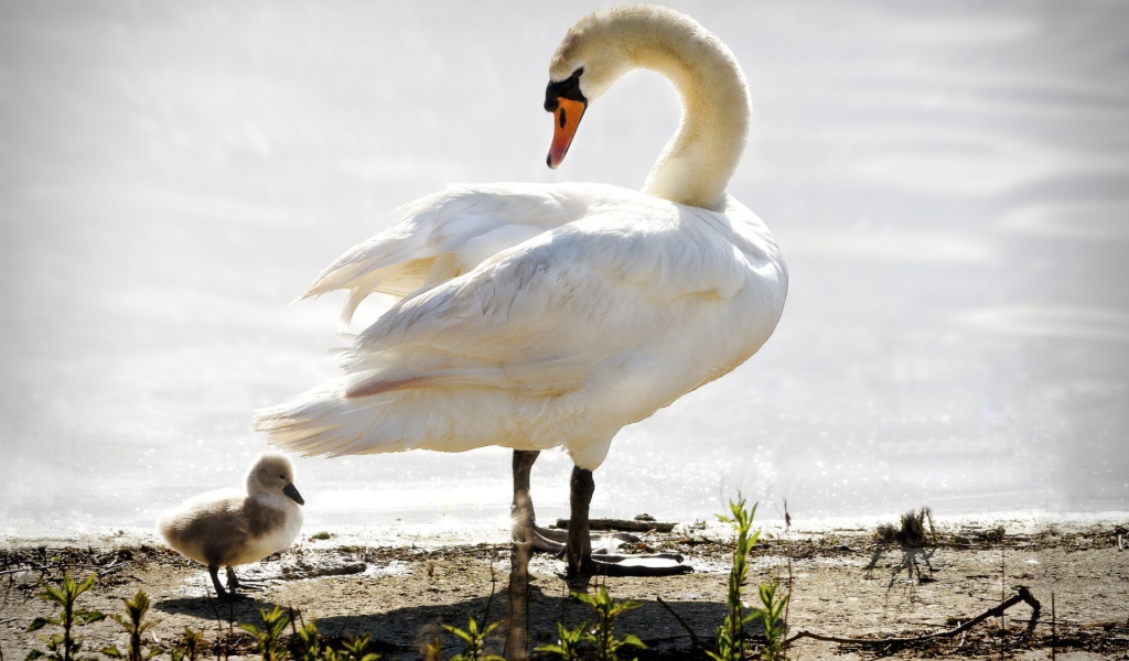 Лебедь ведет своего птенца к воде