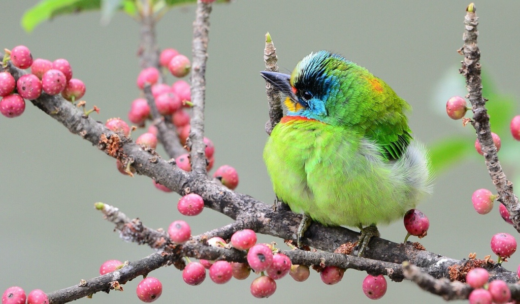 Тайваньский чернобровый бородастик