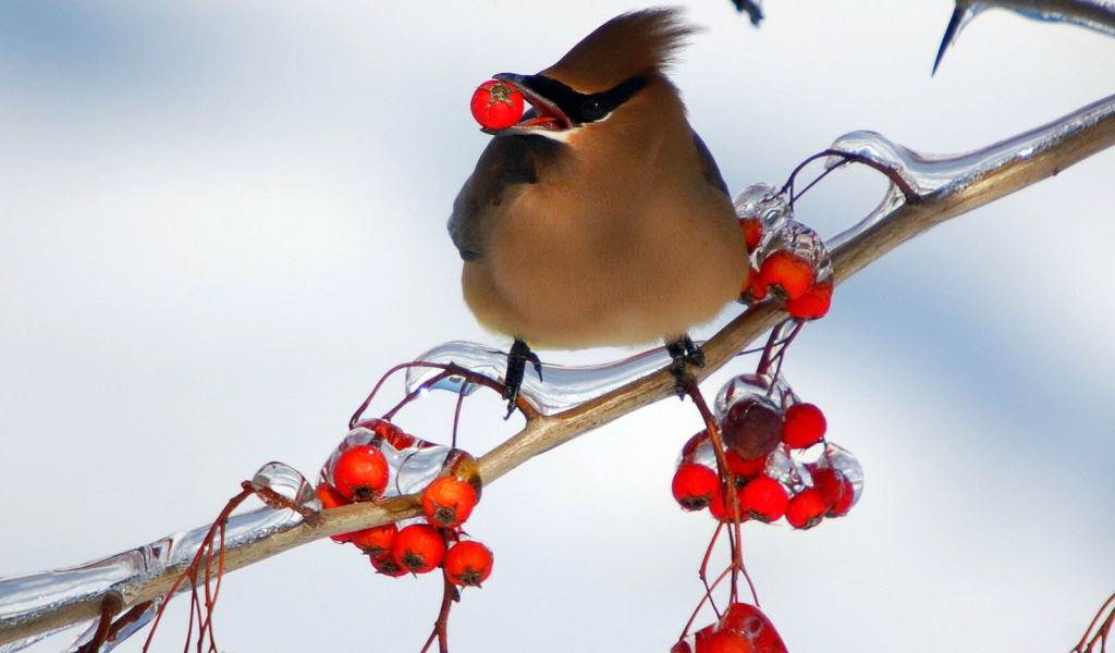 Птица ест рябину