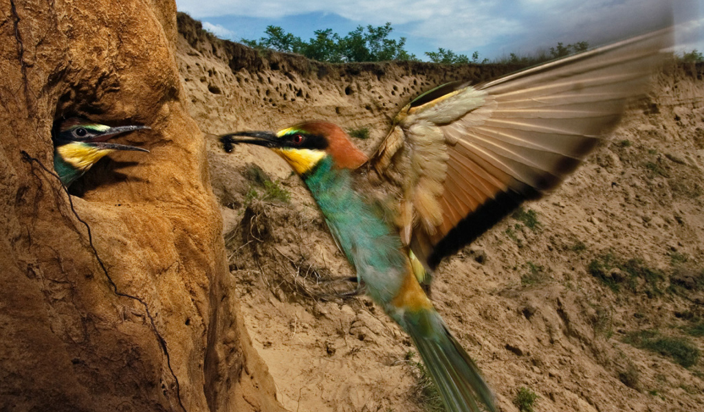 Птица кормит своего птенца