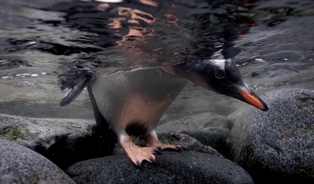Голова и лапы пингвина под водой