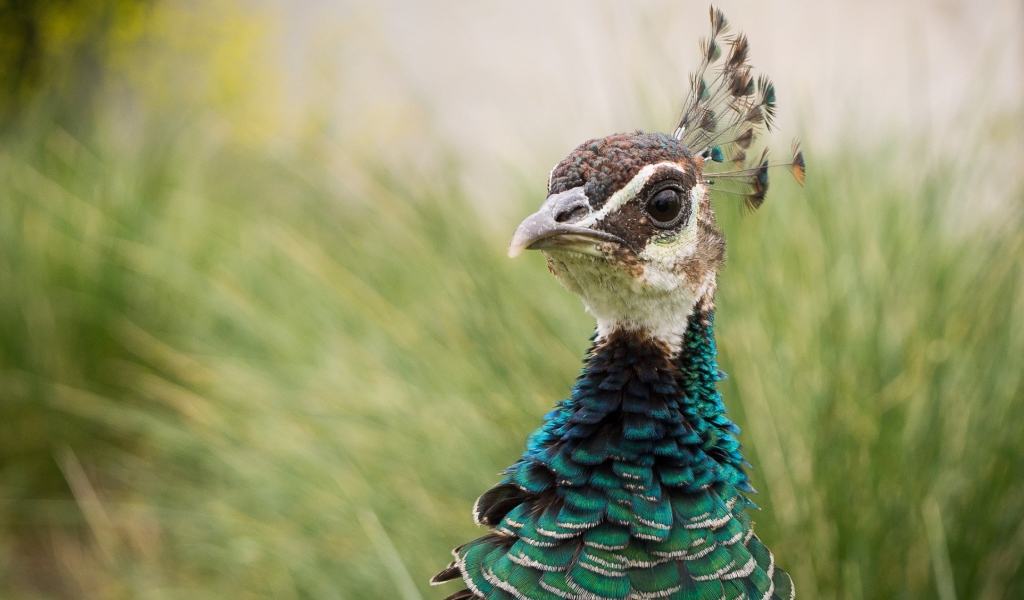 Голова дикого фазана