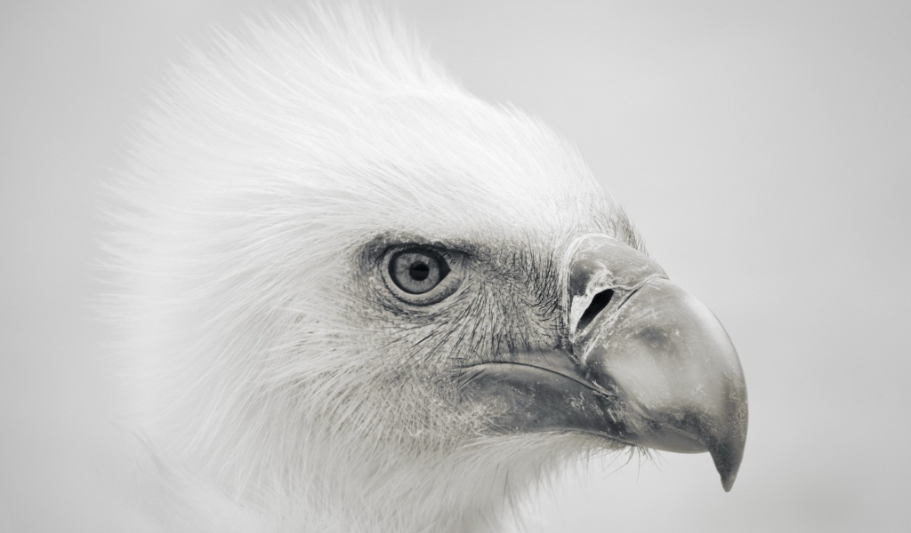 Голова орла, серый фон