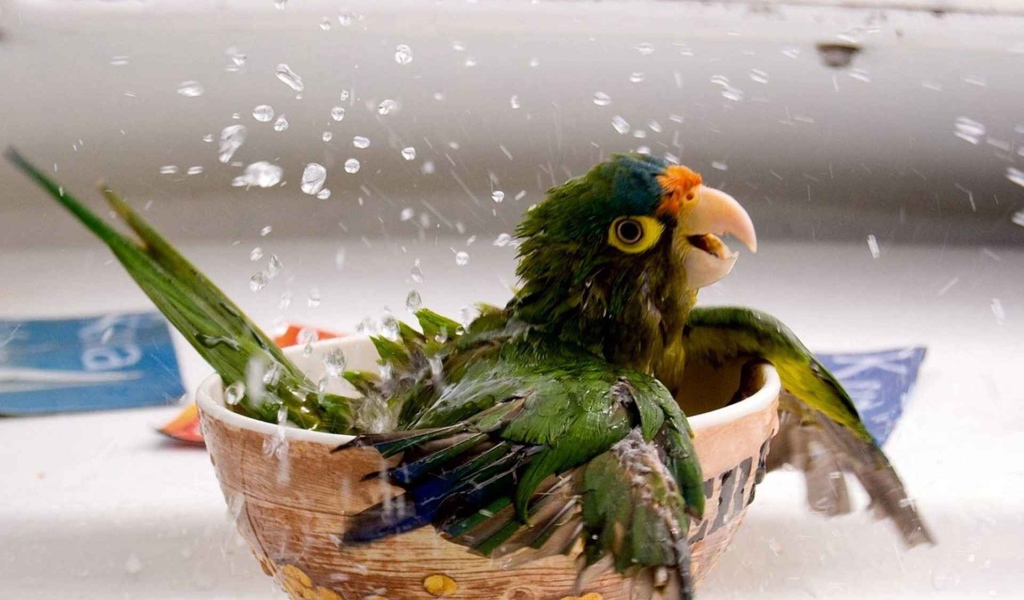 Попугай купается в чашке
