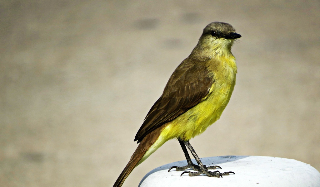 Необычная птица с желтой грудкой