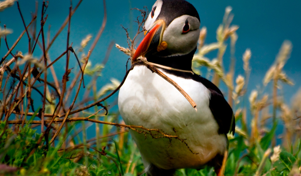 Идет строительство гнезда